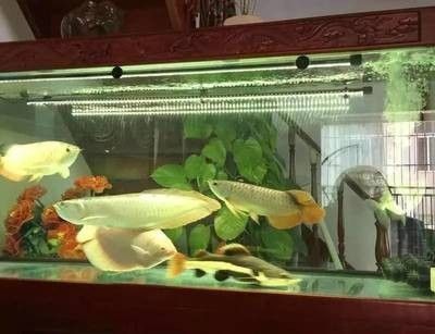 龍魚脾氣暴躁食欲差怎么辦啊怎么治