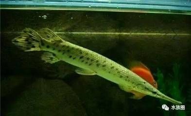 龍魚咬配魚 多養好嗎 龍魚咬配魚 多養好嗎 龍魚百科 第1張