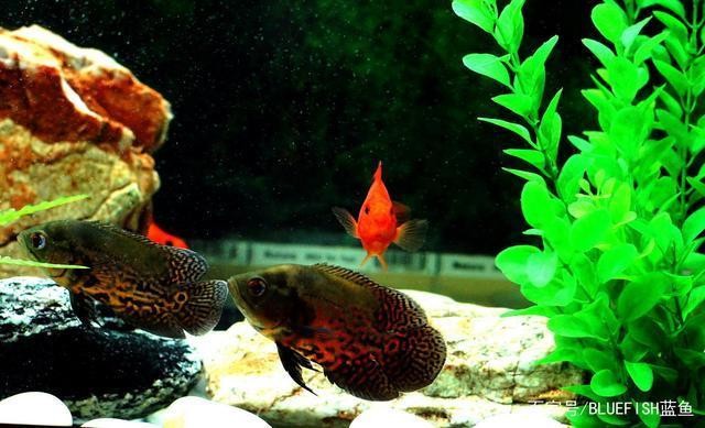 銀龍魚最低水溫是多少（銀龍魚最低水溫是多少度） 銀龍魚最低水溫是多少（銀龍魚最低水溫是多少度） 銀龍魚百科