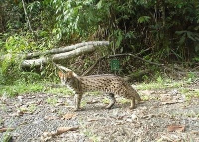 蘇門答臘虎魚的生活習性研究，如何鑒別蘇門答臘虎魚的性別