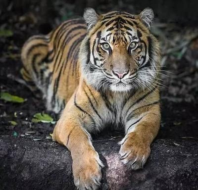 蘇門答臘虎魚的生活習性研究，如何鑒別蘇門答臘虎魚的性別