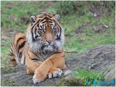 蘇門答臘虎魚的生活習性研究，如何鑒別蘇門答臘虎魚的性別