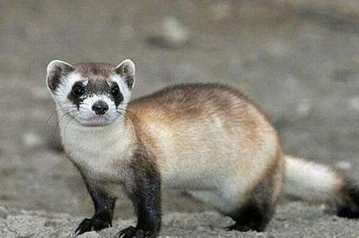 蘇門答臘虎魚的生活習性研究，如何鑒別蘇門答臘虎魚的性別