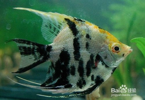 銀龍魚掉眼手術多少錢一次圖片（銀龍魚掉眼手術多少錢一次圖片大全）