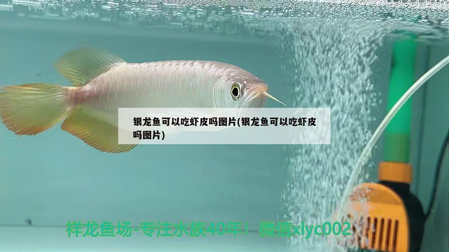 銀龍魚可以吃蝦皮嗎圖片(銀龍魚可以吃蝦皮嗎圖片)