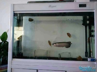 龍魚趴缸怎么處理方法