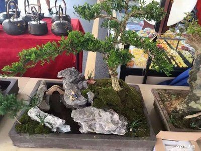 魚缸放石頭的技巧：放魚缸的石頭如何通過是否用于裝飾魚缸或改善水質的石頭