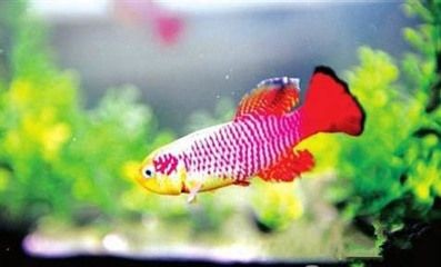 虎魚成長期鈣質補充方法，虎魚鈣質缺乏癥狀