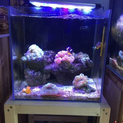 出售二手魚缸去哪個網站找：出售二手魚缸的幾個網站