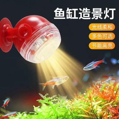 龍魚和銀龍可以混養(yǎng)嗎圖片（龍魚可以和銀龍魚混養(yǎng)）