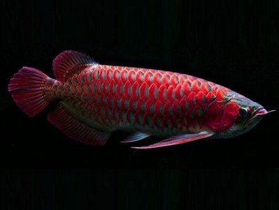 紅龍魚的營養價值及功效與作用禁忌