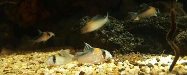 花鰱魚缸養魚的常見誤區有助于選擇適合在魚缸中存活：如何定制花鰱魚