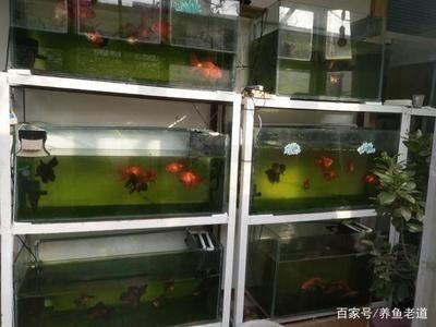 龍魚飼養條件要求最新標準 龍魚飼養條件要求最新標準 龍魚百科 第1張
