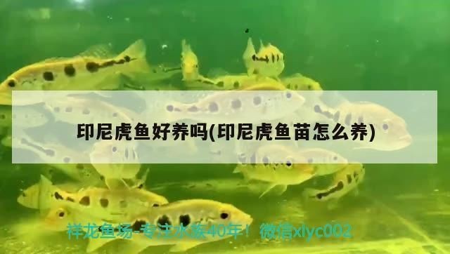印尼虎魚苗最佳飼料選擇，印尼虎魚苗混養(yǎng)注意事項，印尼虎魚苗生長速度如何，印尼虎魚苗飼料自制方法