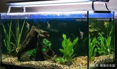 鴻顏水族提供定制魚缸的服務可以根據空間使用規劃建議：如何打造一個與眾不同的魚缸 鴻顏水族提供定制魚缸的服務可以根據空間使用規劃建議：如何打造一個與眾不同的魚缸 魚缸百科 第1張