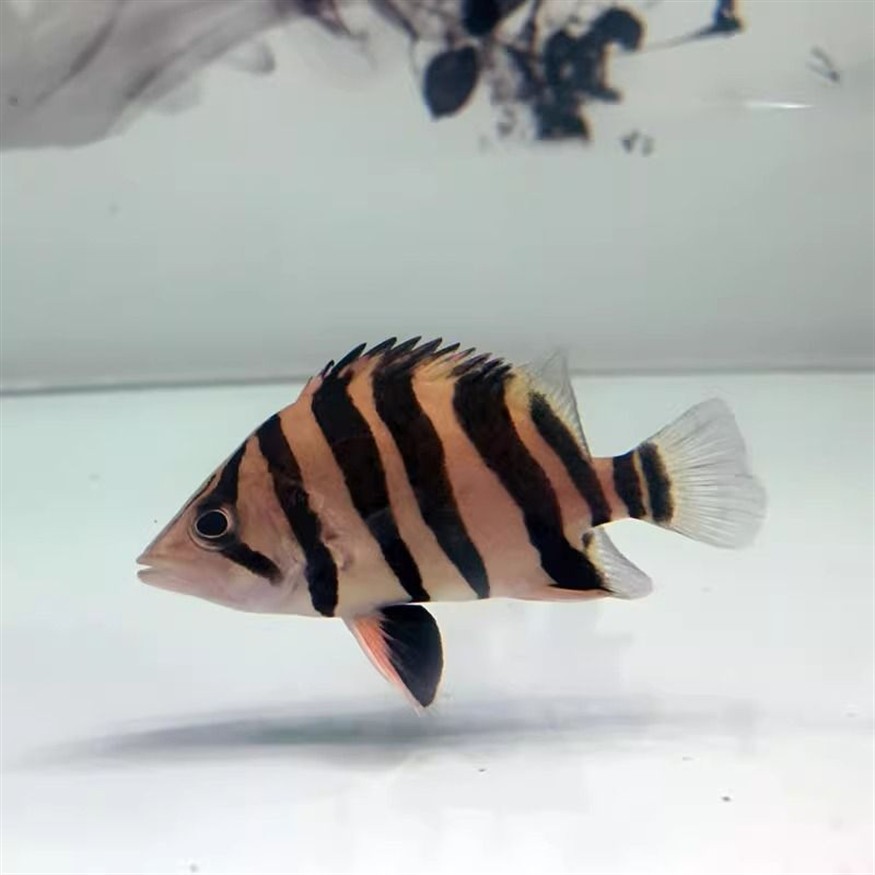 如何判斷龍魚(yú)與蘇虎魚(yú)和諧共處,如何判斷龍魚(yú)與蘇虎魚(yú)是否和諧共處 虎魚(yú)百科 第1張 如何判斷龍魚(yú)與蘇虎魚(yú)和諧共處,如何判斷龍魚(yú)與蘇虎魚(yú)是否和諧共處 如何判斷龍魚(yú)與蘇虎魚(yú)和諧共處,如何判斷龍魚(yú)與蘇虎魚(yú)是否和諧共處 虎魚(yú)百科 第1張