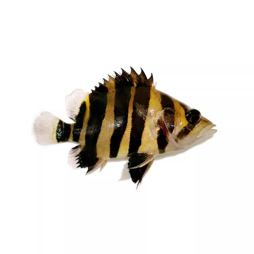 如何判斷龍魚(yú)與蘇虎魚(yú)和諧共處,如何判斷龍魚(yú)與蘇虎魚(yú)是否和諧共處 虎魚(yú)百科 第3張 如何判斷龍魚(yú)與蘇虎魚(yú)和諧共處,如何判斷龍魚(yú)與蘇虎魚(yú)是否和諧共處 如何判斷龍魚(yú)與蘇虎魚(yú)和諧共處,如何判斷龍魚(yú)與蘇虎魚(yú)是否和諧共處 虎魚(yú)百科 第3張