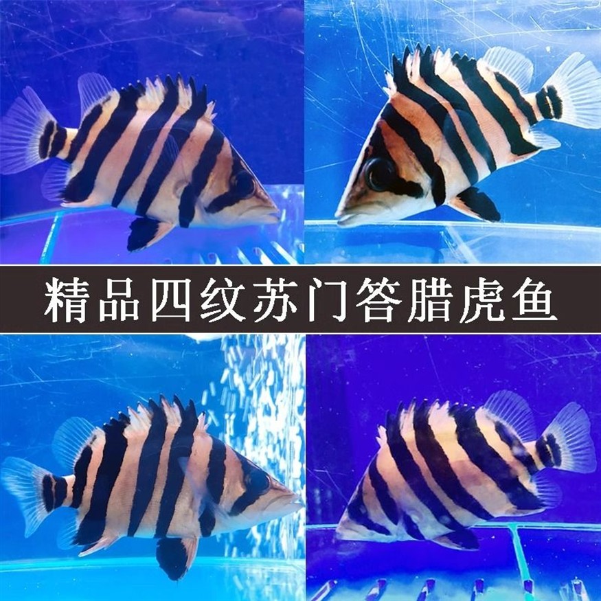 如何判斷龍魚(yú)與蘇虎魚(yú)和諧共處,如何判斷龍魚(yú)與蘇虎魚(yú)是否和諧共處 虎魚(yú)百科 第5張 如何判斷龍魚(yú)與蘇虎魚(yú)和諧共處,如何判斷龍魚(yú)與蘇虎魚(yú)是否和諧共處 如何判斷龍魚(yú)與蘇虎魚(yú)和諧共處,如何判斷龍魚(yú)與蘇虎魚(yú)是否和諧共處 虎魚(yú)百科 第5張
