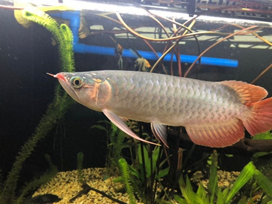 龍魚開夜燈影響睡覺嗎為什么