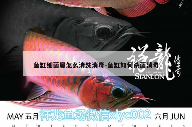 觀賞魚 魚缸細(xì)菌屋怎么清洗消毒:魚缸如何殺菌消毒 虎魚百科 魚缸細(xì)菌屋怎么清洗消毒:魚缸如何殺菌消毒 魚缸細(xì)菌屋怎么清洗消毒:魚缸如何殺菌消毒 虎魚百科