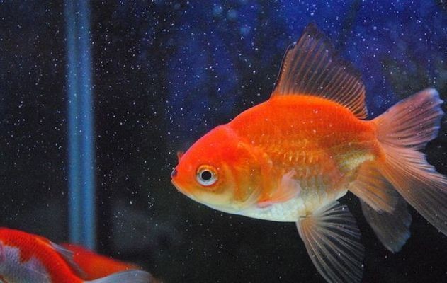 如何判斷黃金貓魚健康，判斷黃金貓魚健康的方法 如何判斷黃金貓魚健康，判斷黃金貓魚健康的方法 虎魚百科 第1張