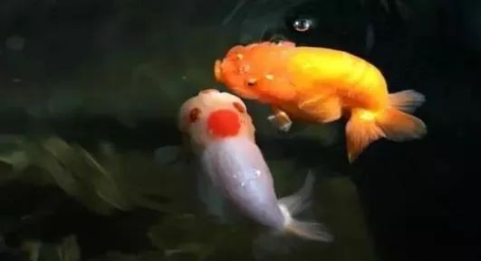 如何判斷黃金貓魚健康，判斷黃金貓魚健康的方法 如何判斷黃金貓魚健康，判斷黃金貓魚健康的方法 虎魚百科 第2張