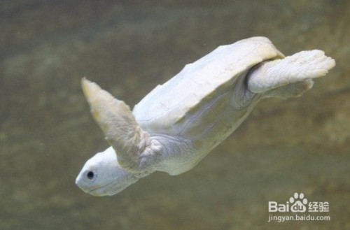 金戈市場偉業水族館（江蘇金戈偉業）