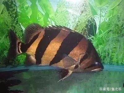 虎魚繁殖期飼料選擇指南,虎魚繁殖期飼料選擇指南虎魚繁殖期飼料選擇指南 虎魚百科 第2張 虎魚繁殖期飼料選擇指南,虎魚繁殖期飼料選擇指南虎魚繁殖期飼料選擇指南 虎魚繁殖期飼料選擇指南,虎魚繁殖期飼料選擇指南虎魚繁殖期飼料選擇指南 虎魚百科 第2張