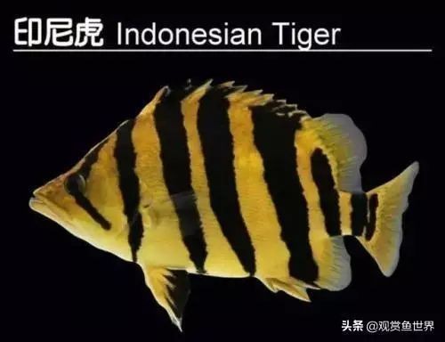 虎魚繁殖期飼料選擇指南,虎魚繁殖期飼料選擇指南虎魚繁殖期飼料選擇指南 虎魚百科 第4張 虎魚繁殖期飼料選擇指南,虎魚繁殖期飼料選擇指南虎魚繁殖期飼料選擇指南 虎魚繁殖期飼料選擇指南,虎魚繁殖期飼料選擇指南虎魚繁殖期飼料選擇指南 虎魚百科 第4張