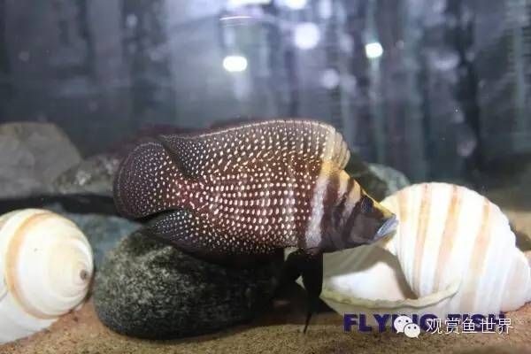 虎魚繁殖期飼料選擇指南,虎魚繁殖期飼料選擇指南虎魚繁殖期飼料選擇指南 虎魚百科 第5張 虎魚繁殖期飼料選擇指南,虎魚繁殖期飼料選擇指南虎魚繁殖期飼料選擇指南 虎魚繁殖期飼料選擇指南,虎魚繁殖期飼料選擇指南虎魚繁殖期飼料選擇指南 虎魚百科 第5張