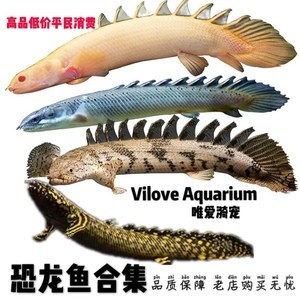 銀龍魚(yú)有病是怎樣的?（銀龍魚(yú)有病是怎樣的表現(xiàn)）