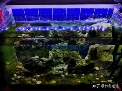 自制海水魚缸換水技巧和方法視頻的相關(guān)信息：如何自制海水魚缸 自制海水魚缸換水技巧和方法視頻的相關(guān)信息：如何自制海水魚缸 魚缸百科 第3張
