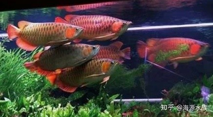 銀龍魚公母區(qū)分視頻講解（銀龍魚公母區(qū)分視頻講解圖）