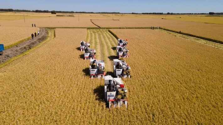 銀龍魚(yú)怎么養(yǎng)白魚(yú)好看圖片（銀龍魚(yú)怎么養(yǎng)白魚(yú)好看圖片大全）