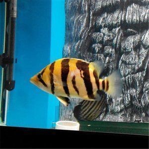 虎魚苗混養注意事項，如何判斷虎魚苗混養成功