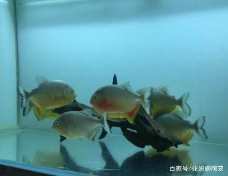 虎魚苗混養注意事項，如何判斷虎魚苗混養成功