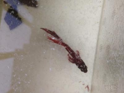 銀龍魚魚苗價格表大全圖（銀龍魚魚苗價格表大全圖片）