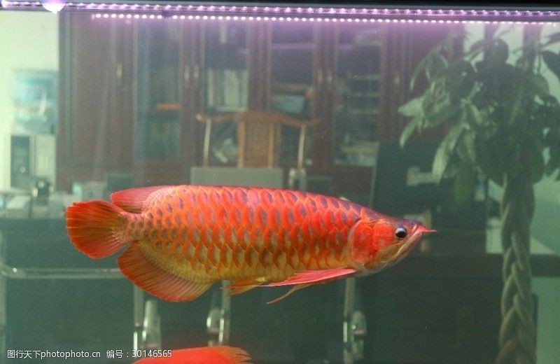 白底魚(yú)缸對(duì)紅龍影響大不大呢 白底魚(yú)缸對(duì)紅龍影響大不大呢 龍魚(yú)百科 第2張