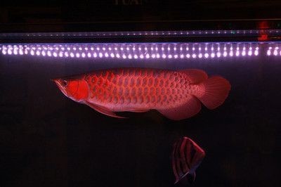 銀龍魚飼養技巧視頻講解教程（銀龍魚飼養技巧視頻講解教程全集）