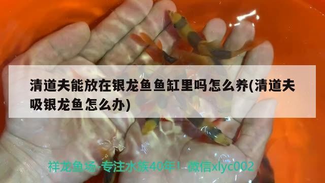 清道夫能放在銀龍魚魚缸里嗎怎么養(清道夫吸銀龍魚怎么辦)