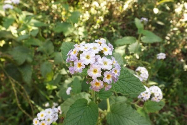 紅老虎魚活餌搭配飼料，紅老虎魚活餌搭配飼料搭配飼料是一種有效的飼養方法