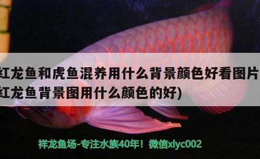 虎頭鯊到家幾天可以開口（虎頭鯊多久開口）