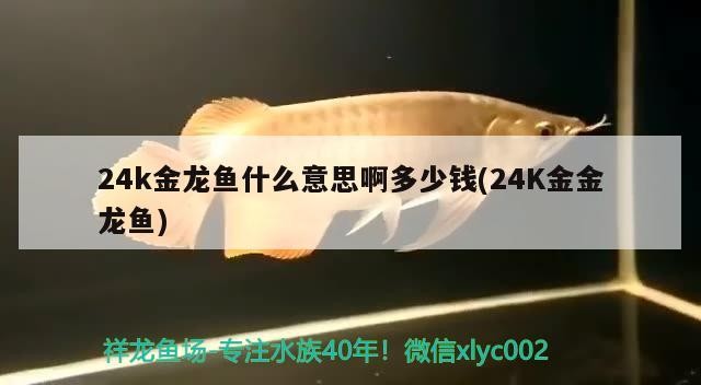 虎頭鯊到家幾天可以開口（虎頭鯊多久開口）