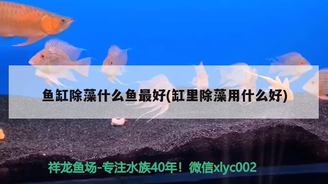 觀賞魚 魚缸除藻什么魚最好(缸里除藻用什么好) 銀龍魚百科 魚缸除藻什么魚最好(缸里除藻用什么好) 魚缸除藻什么魚最好(缸里除藻用什么好) 銀龍魚百科