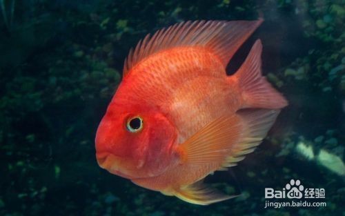 紅鸚鵡魚在魚缸底部趴著的區別是由多個因素引起的：紅鸚鵡魚在魚缸底部趴著可能是由多個因素引起的，鸚鵡魚趴著
