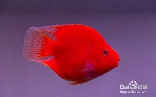 紅鸚鵡魚在魚缸底部趴著的區別是由多個因素引起的：紅鸚鵡魚在魚缸底部趴著可能是由多個因素引起的，鸚鵡魚趴著