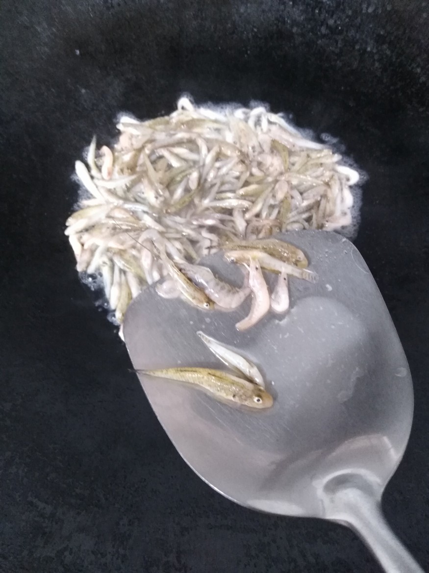 每天半斤蝦虎魚喂龍魚