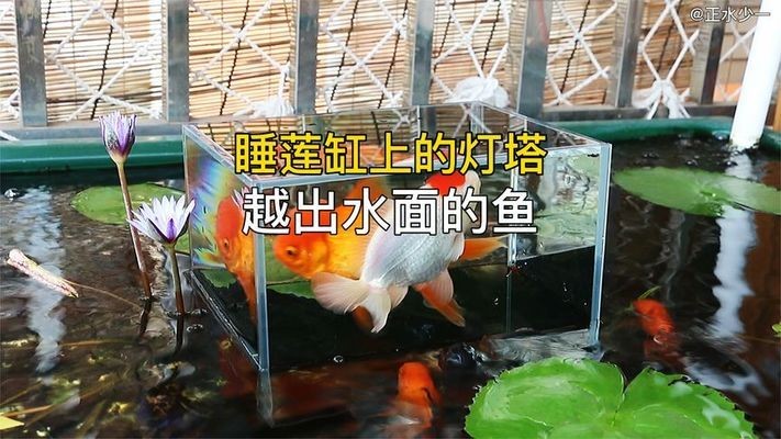 銀龍魚最長能有多長的壽命(銀龍魚一般能活幾年) 銀龍魚最長能有多長的壽命(銀龍魚一般能活幾年) 銀龍魚百科