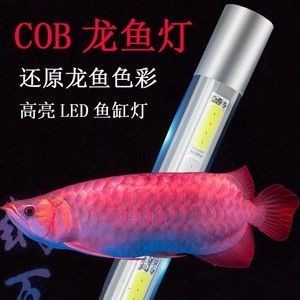 紅龍魚怎么打燈好看又漂亮
