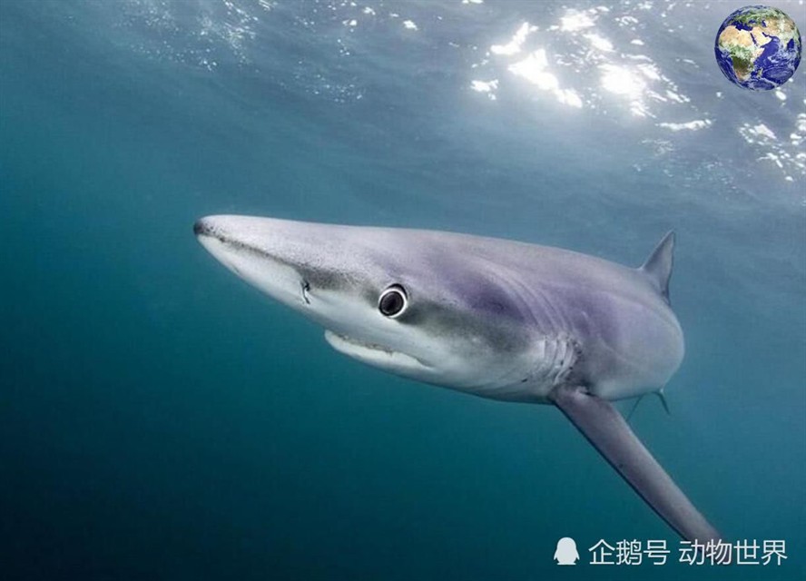卵胎生鯊魚的生活習性，卵胎生鯊魚的繁殖周期是多久？